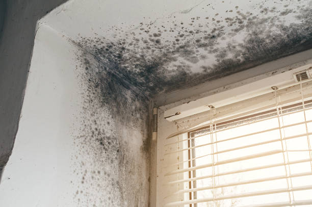 Affordable Mold Remediation solutions in Harrison, MI